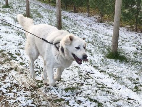 Femelle alabai (berger Asie centrale) 0 45600 Saint-p�re-sur-loire