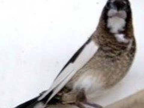 MALA MOINEAUX DU JAPON 2025 7 59480 La bass�e