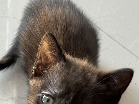 Donne chaton 0 79270 Saint-symphorien