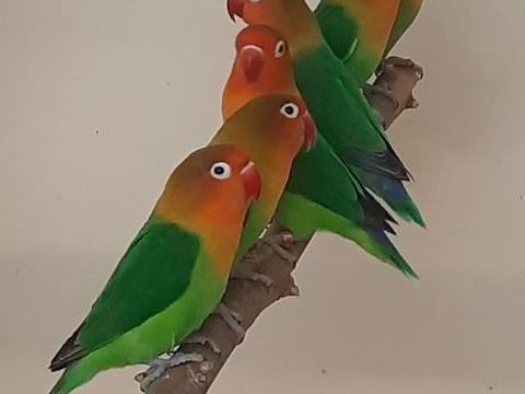 inseparable fisher 30 83000 Toulon