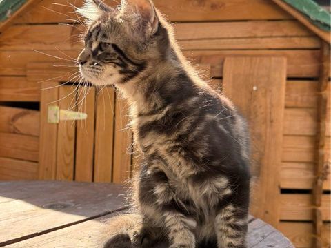 Femelle Maine Coon LOOF Chaton 1000 13400 Aubagne