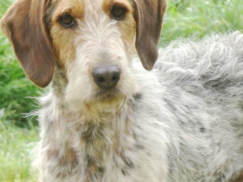 Iago est &agrave; l'adoption! 0 34000 Montpellier