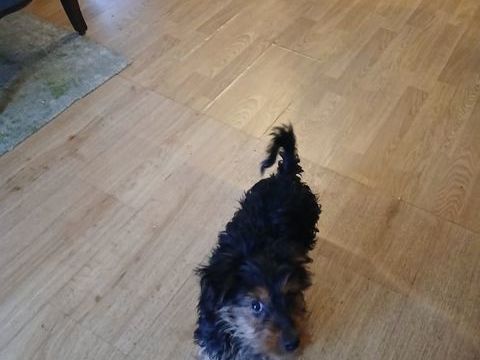 Yorkshire pr&ecirc;ts &agrave; l adoption 750 29000 Quimper