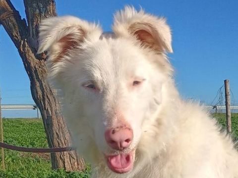 MAGO 320 27620 Gasny