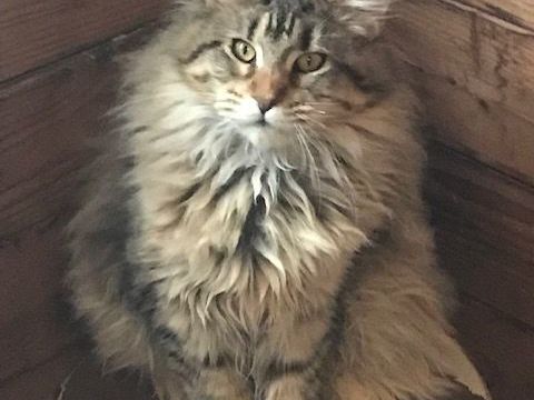 Chatons maine coon inscrits au LOOF 1100 84700 Sorgues