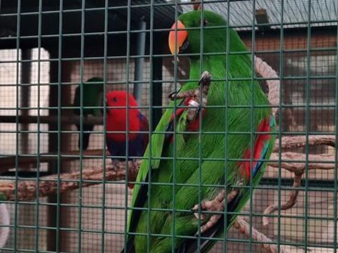 Eclectus Male 600 68510 Rantzwiller