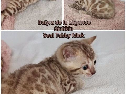 Femelle Bengal LOOF Snow Mink 1500 89310 Annay-sur-serein