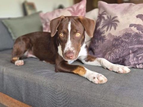 Kanel, Femelle, X Berger, n&eacute;e le 15/09/2025 🐶 300 13100 Aix-en-provence