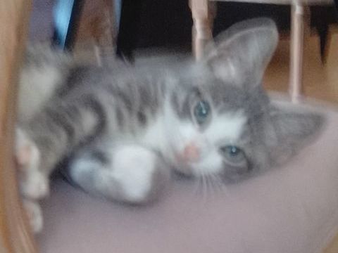 Donne Joli chaton 2,5 mois contre bons soins 0 35580 Guichen