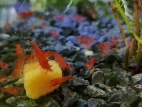 Crevettes red cherry
1 67850 Herrlisheim