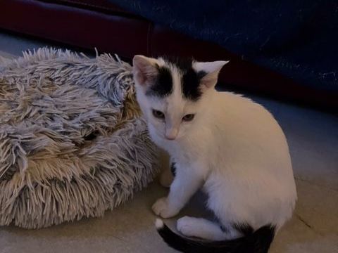 Alfred  à adopter 180 64600 Anglet