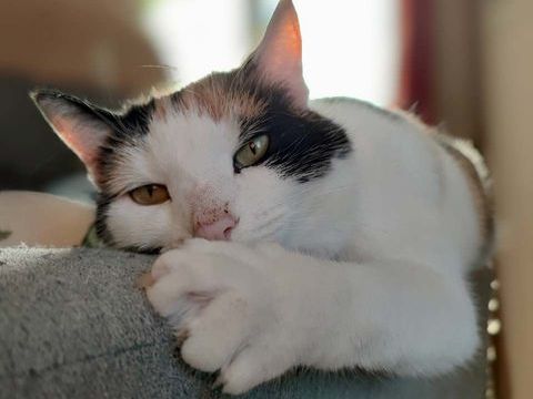 CHOUPETTE, adorable chatte tricolore à adopter via l'association UMA 230 18130 Vornay