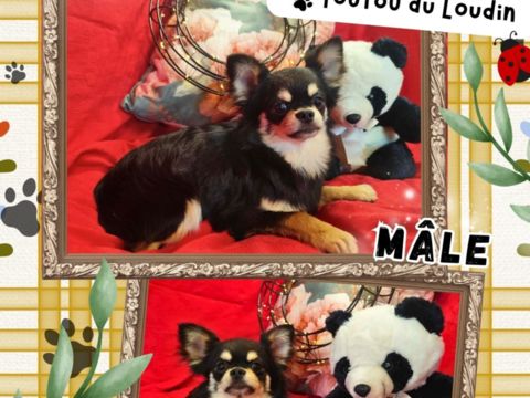 Chiot chihuahua m&acirc;le poils longs 550 18140 Pr�cy