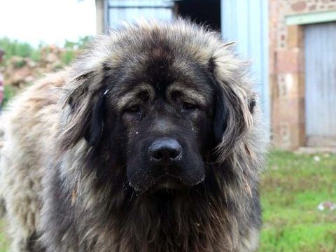 HENJOY, beau Berger de Caucase à l'adoption 300 18210 Bessais-le-fromental