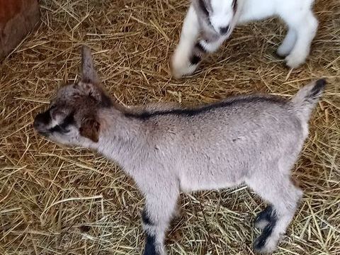 Ch&egrave;vre naine 170 50300 Avranches