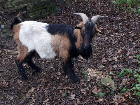 SWAMP, magnifique bouc à adopter via l'association UMA 50 44290 Pierric
