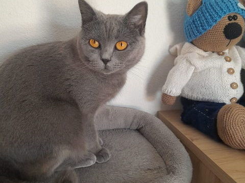 Chatons Chartreux 650 83510 Lorgues