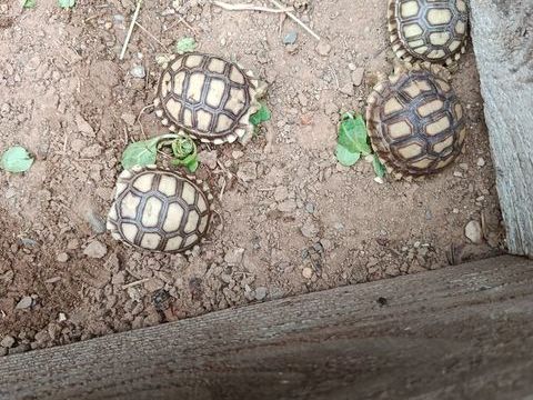 Tortue  sulcata centrochelys 140 60660 Cires-lès-mello