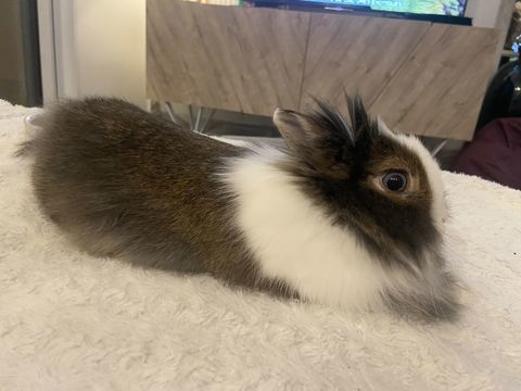 Lapine extra nain 20 06110 Le cannet