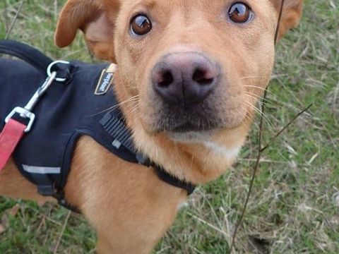 Aelys &agrave; l'adoption 300 34000 Montpellier