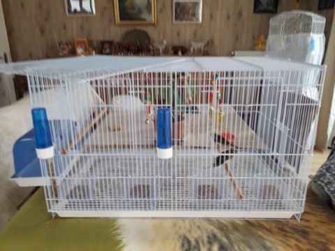cage avec 4 canaris 20 59600 Maubeuge