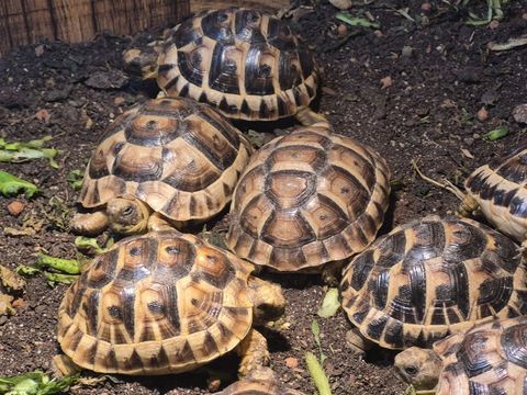 Tortue 80 26300 Bourg-de-péage