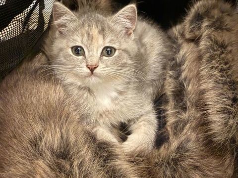 Chaton british shortair 800 77700 Chessy