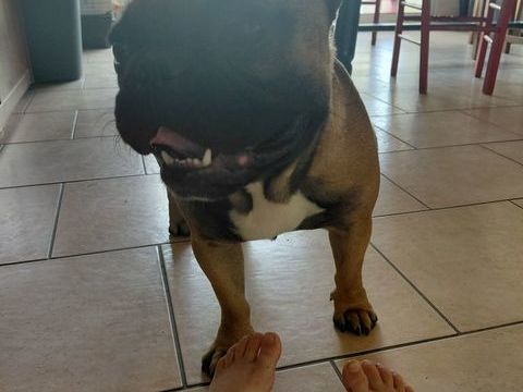 Bouldogue Fran&ccedil;ais 600 44650 Legé