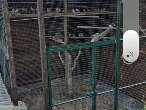 Perruche 0 93370 Montfermeil