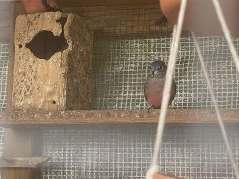 Couple de bourke , turquoisine 30 53230 Coss-le-vivien