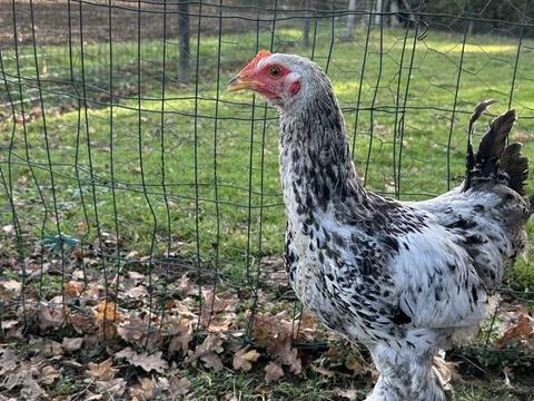 Coq 5 49670 Valanjou