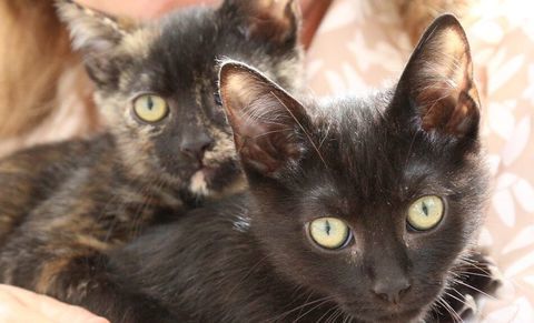 Idris and Rosanna 250 47500 Sauveterre-la-l�mance