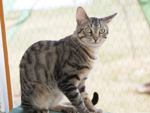 Luciol, chat tigr&eacute; &agrave; adopter 200 18210 Bessais-le-fromental