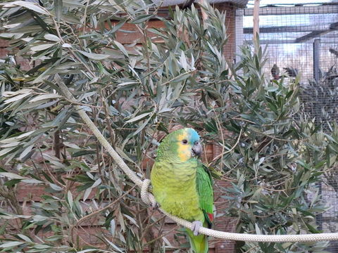 Amazone &agrave; front bleu 500 44780 Missillac