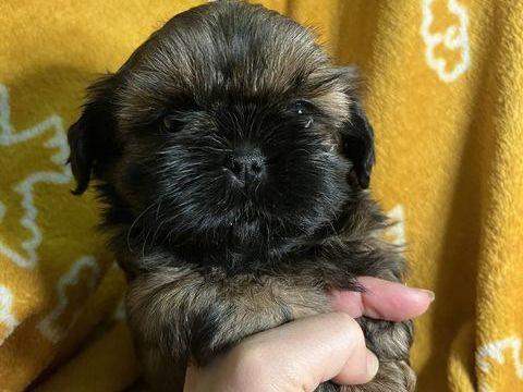 A réserver magnifiques chiots shih tzu LOF 1200 58350 Nannay