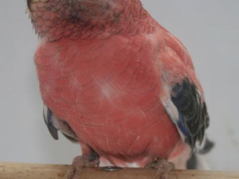 Perruches de Bourke propre élevage bagués 2025 Opaline, opal 45 28100 Dreux