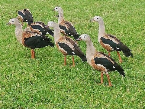 Mâle Ouette de l'Orénoque 70 44110 Chteaubriant