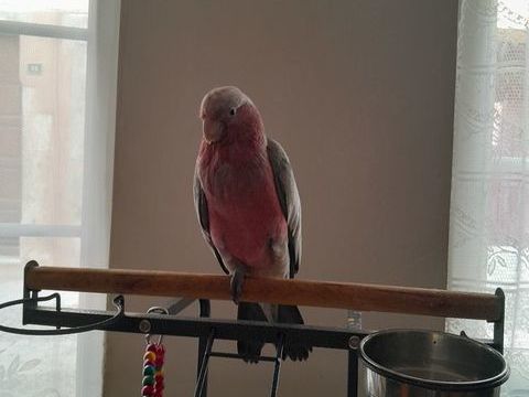 Cacatoès rosalbin 1100 07400 Rochemaure