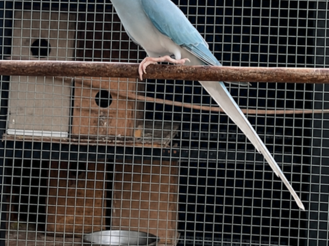 PERRUCHE &Agrave; COLLIER CLEARTAIL BLEU M&Acirc;LE 2025 140 44650 Touvois