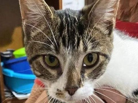 HOLLY 220 95610 �ragny