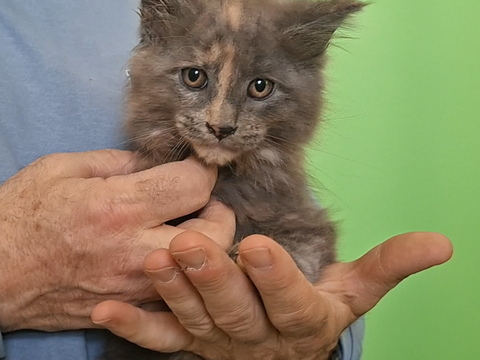 chaton femelle Maine Coon LOOF 850 83000 Toulon