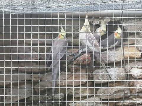 Jeunes calopsittes 20 30700 Saint-quentin-la-poterie