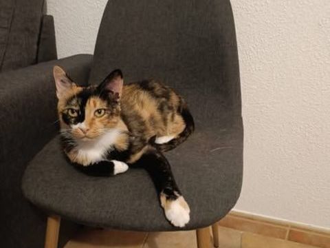 JOLIE VIOLETTE 120 13140 Miramas