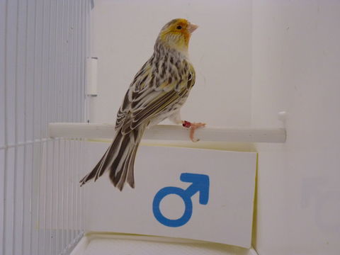 Canaris agathe m&acirc;le bagu&eacute; 2024 40 38110 Dolomieu
