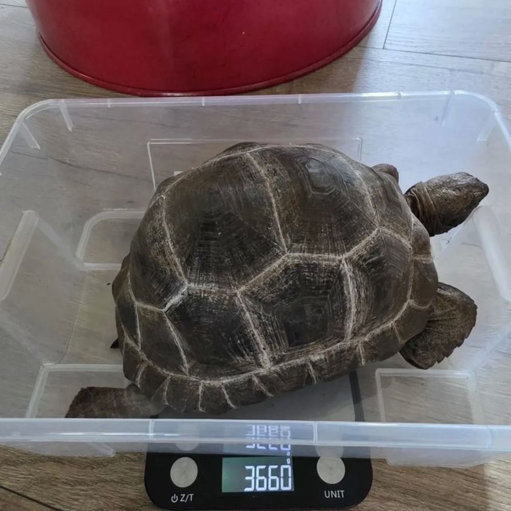   Tortue Aldabrachelys gigantea 