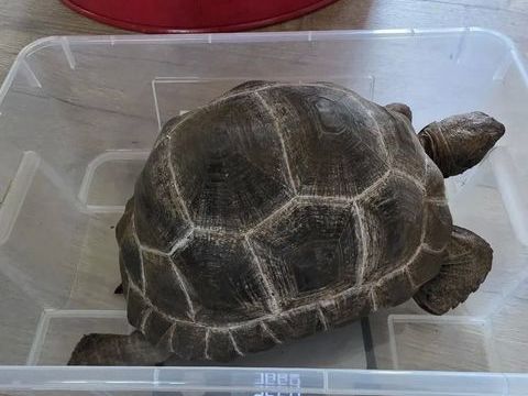Tortue Aldabrachelys gigantea 3500 43000 Le puy-en-velay