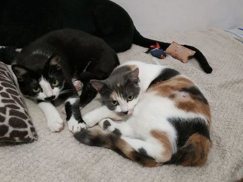 2 jolis chatons 0 42000 Saint-�tienne