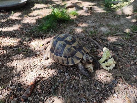 tortue graeca  femelle adulte 200 34090 Montpellier