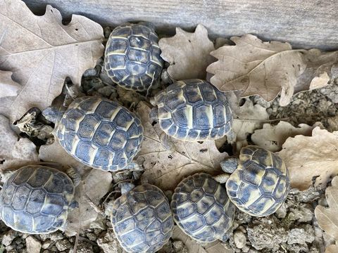 BB Tortues 50 13820 Ensuès-la-redonne