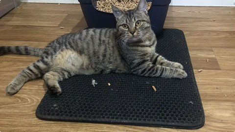 Aïna chatonne douce et câline. 180 93600 Aulnay-sous-bois